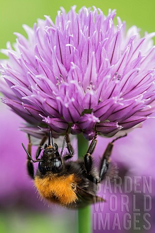 Chive_Allium_schoenoprasum_Tree_Bumble_Bee_Bombus_hypnorum_feeding__on_flower_in_a_garden_border