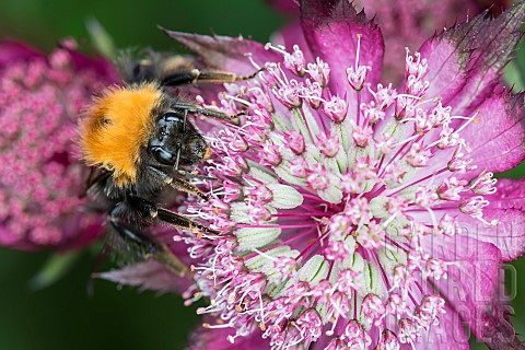 Astrantia_Masterwort_Tree_Bumble_Bee_Bombus_hypnorum_feeding_on_flower
