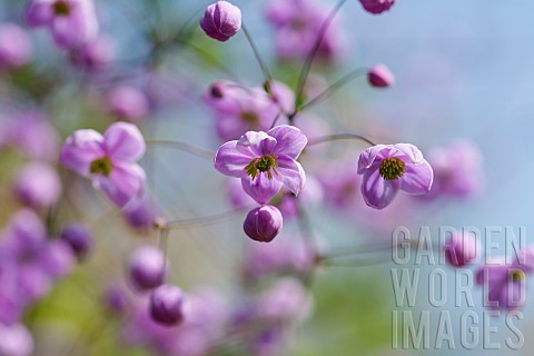 Meadow_rue_Chinese_meadow_rue_Thalictrum_delavayi_Tiny_pink_coloured_flowers_growing_outdoor
