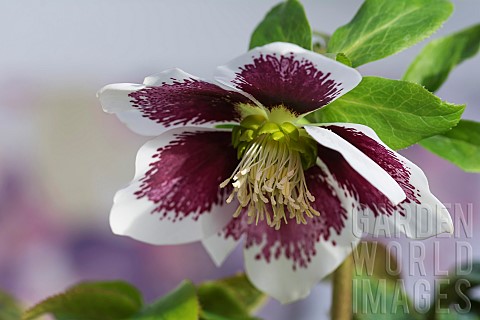 Hellebore_Helleborus_x_hybridus_Harvington_white_speckled_Purple_and_white_flower_growing_outdoor