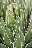 Agave, Royal agave, Agave victoriae-reginae, Detail of green leaves showing pattern.