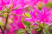 Azalea, Rhododendron, Close up of pink coloured flwoers growing outdoor.