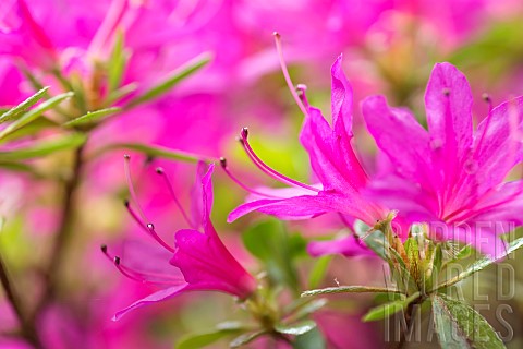 Azalea_Rhododendron_Close_up_of_pink_coloured_flwoers_growing_outdoor