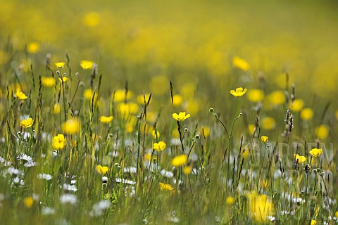 Buttercup_Meadow_buttercup_Ranunculus_acris_Yellow_flowers_in_a_meadow_in_Upper_Teesdale_North_Penni