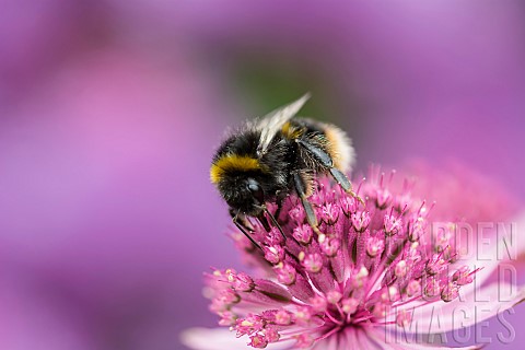 Astrantia_Masterwort_Whitetailed_Bumble_bee_Bombus_lucorum_pollinating_an_pink_flower_in_a_garden