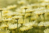 Yellow chamomile, Anthemis tinctoria, Yellow coloured flowers in bloom growing outdoor.