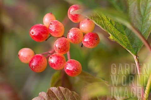Viburnum_Guelder_rose_Viburnum_opulus_Close_up_of_a_cluster_of_red_berries_growing_outdoor