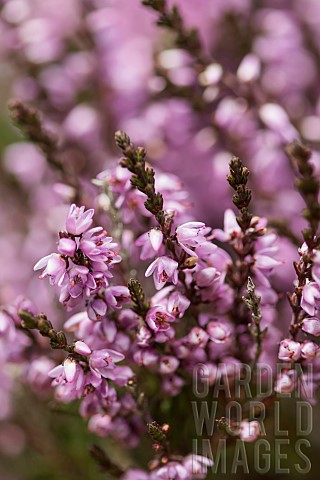 Heather_Calluna_vulgaris_Close_up_of_section_purple_flowers_on_moorland_Co_Durham