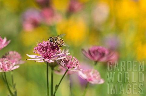 Astrantia_Masterwort_Hoverfly_pollinating_pink_coloured_flower