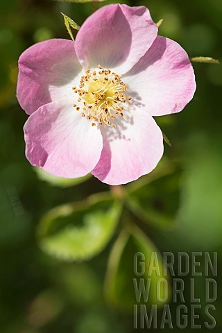 Rose_Dog_rose_Rosa_canina_Pink_fringed_flower_growing_outdoor_showing_stamen