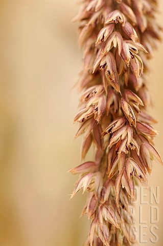 Ryegrass_Italian_Ryegrass_Lolium_multiflorum_Grass_seedhead_close_up_showing_anthers