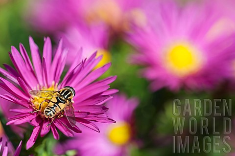 Aster_Hoverfly_Helophilus_pendulus_pollinating_a_Michaelmas_Daisy_flower_in_garden_border