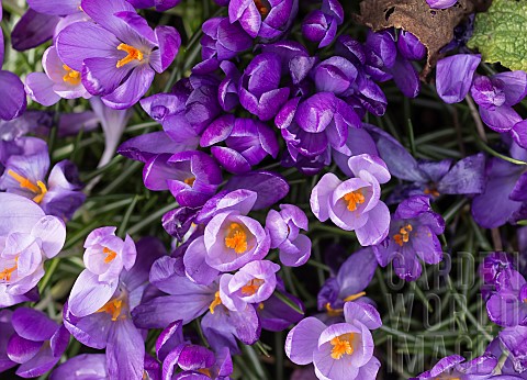Crocus_Early_crocus_Crocus_tommasinianus_Aerial_view_of_purple_flowers__showing_orange__stamens__pol