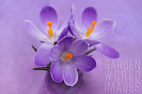 Crocus_Early_crocus_Crocus_tommasinianus_Studio_shot_of_purple_flowers__showing_orange__stamens