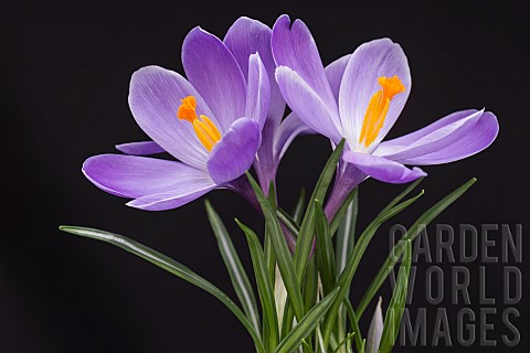 Crocus_Early_crocus_Crocus_tommasinianus_Studio_shot_of_purple_flowers__showing_orange__stamens