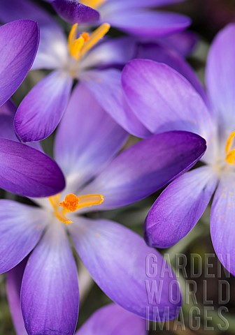 Crocus_Early_crocus_Crocus_tommasinianus_Purple_flowers__showing_orange_stamens_growing_ourtdoor