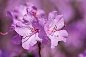 Rhododendron, Rhododendron Praecox , Mauve coloured flowers growing outdoor.