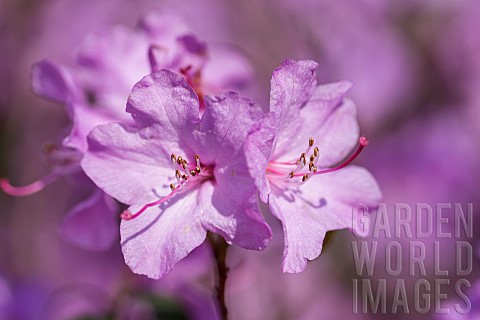 Rhododendron_Rhododendron_Praecox__Mauve_coloured_flowers_growing_outdoor