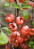 Quince, Flowering quince, Chaenomeles, Red flowers growing outdoor.