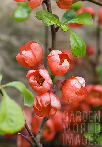 Quince_Flowering_quince_Chaenomeles_Red_flowers_growing_outdoor