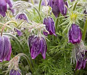 Pasque flower, Pulsatilla vulgaris, Group of purple flowers grbowing outdoor.