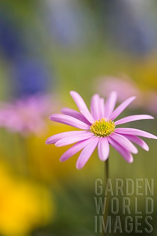 Anemone_Pink_flower_growing_outdoor