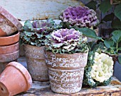 TERRACOTTA POTS WITH ORNAMENTAL CABBAGES