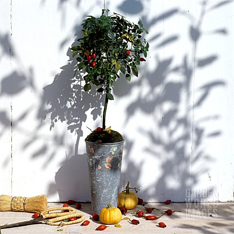 ROSEBUSH_DECORATED_WITH_ROSEHIPS_IN_A_ZINC_PLANTER