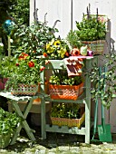 HERBS IN BASKETS WITH GARDEN TOOLS