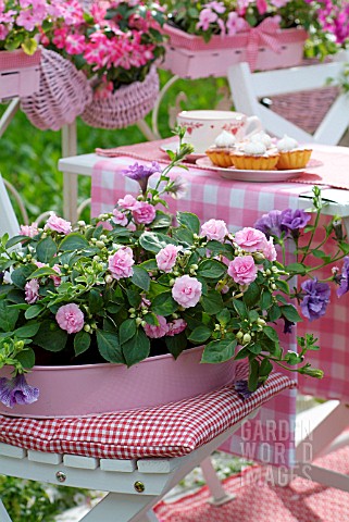 IMPATIENS_AND_PETUNIAS_ON_A_GARDEN_CHAIR