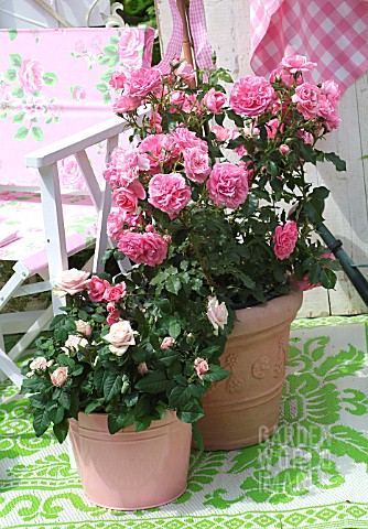 PINK_POTTED_ROSES_ON_THE_BALCONY