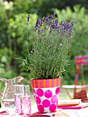 LAVENDER IN A DECORATED FLOWERPOT