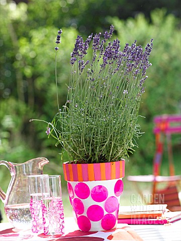 LAVENDER_IN_A_DECORATED_FLOWERPOT