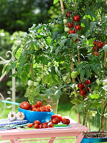 HARVEST_OF_TOMATOES_ON_THE_BALCONY