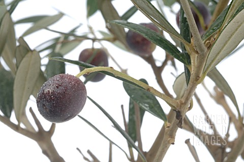 DETAIL_OF_OLIVE_TREE