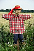 SCARECROW IN A FIELD