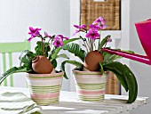 STREPTOCARPUS WITH CLAY MUGS FOR WATERING
