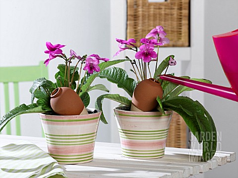 STREPTOCARPUS_WITH_CLAY_MUGS_FOR_WATERING