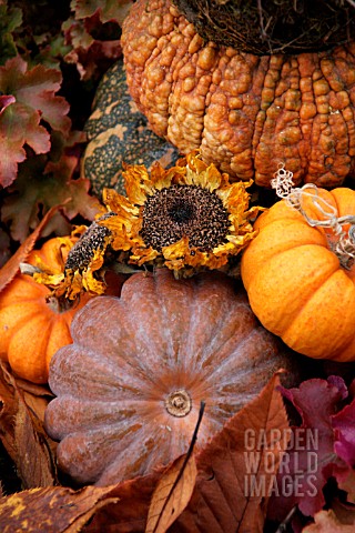 CLOSE_UP_OF_DRIED_SUNFLOWERS_AND_SQUASH