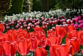 FIELD OF BACKLIT RED SINGLE EARLY TULIPS