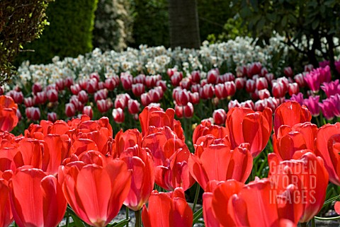 FIELD_OF_BACKLIT_RED_SINGLE_EARLY_TULIPS