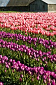 FIELD OF PINK AND PURPLE TULIPS