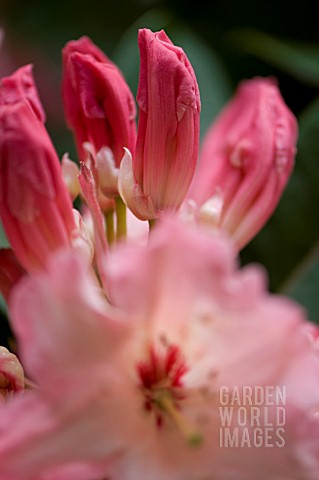 PINK_RHODODENDRON