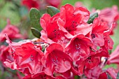 RHODODENDRON RUBY HART