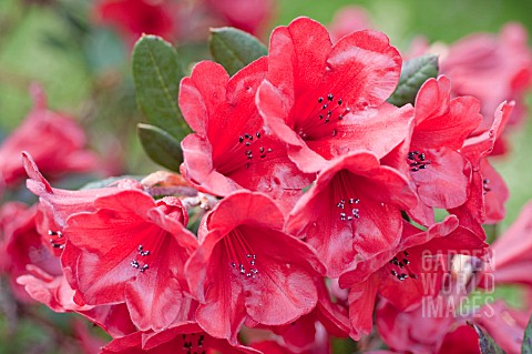 RHODODENDRON_RUBY_HART