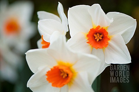 NARCISSUS_RED_HILL