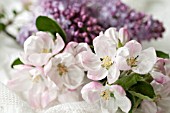 BLOSSOMS OF MALUS AND SYRINGA VULGARIS  IN SPRING