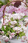 BLOSSOMS OF MALUS AND SYRINGA VULGARIS IN BASKET IN SPRING