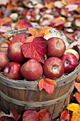 APPLES IN BASKET WITH AUTUMN LEAVES