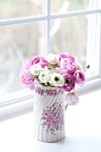 PINK AND WHITE RANUNCULUS ASIATICUS,  IN VINTAGE PITCHER IN WINDOW